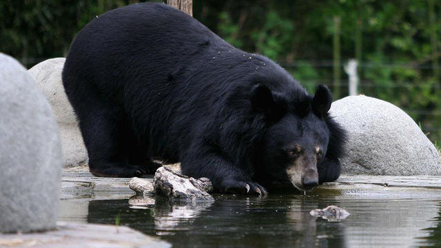 Фотография медведя. Животное убило человека, пытавшегося сделать с ним селфи