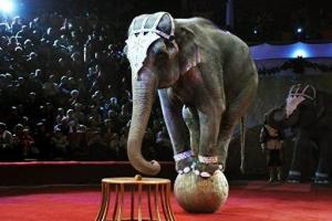 На фото выступление цирковых животных. Комиссары округа Малтнома запретили выступления с участием диких или экзотических животных