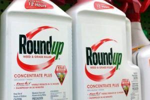 В сотнях исков утверждается, что гербицид Roundup вызывает рак. На фото - продукт компании Monsanto