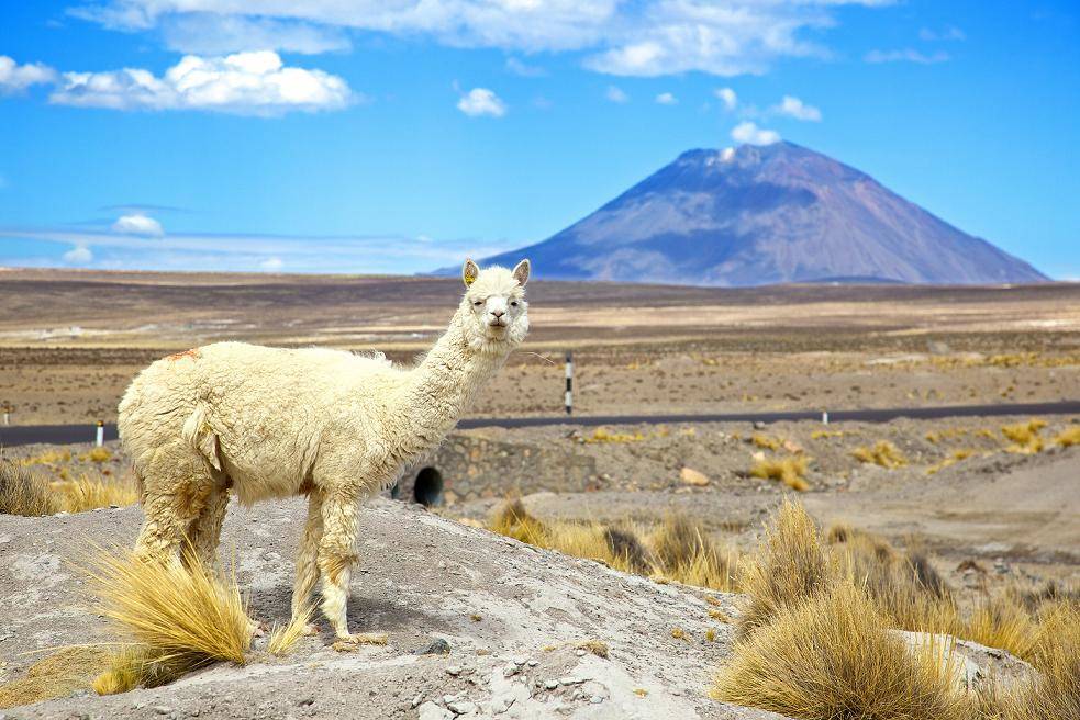 Фото Перу. Путешествуя по этой стране можно погладить альпака, понаблюдать за полетом кондора, посетить самый высокогорный город в мире