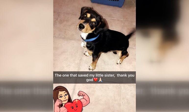 На фотографии собака, которая спасла свою юную хозяйку. Неизвестный хотел похитить ребенка
