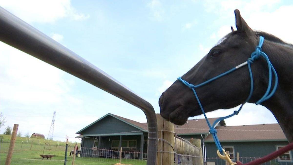Суд в Орегоне отклонил иск коня против своего владельца. На фотографии жеребец по имени Justice