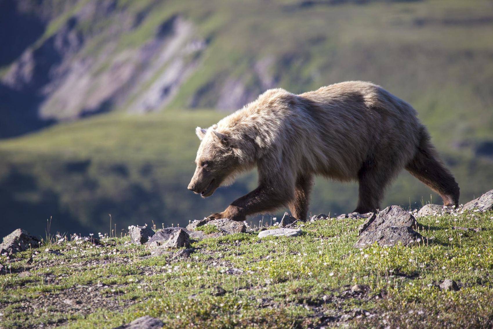 На Аляске одного из охотников придавила туша медведя. Мужчина доставлен в больницу в тяжелом состоянии. Медведь на фото