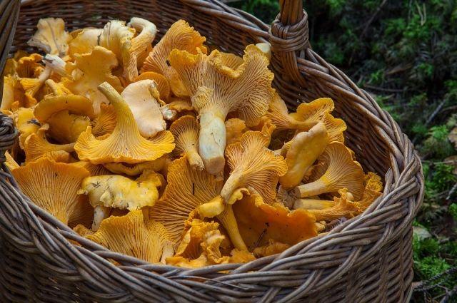 Начался сезон сбора грибов. В национальном лесу им. Гиффорда Пинчота можна найти самые разные лесные деликатесы, как на фото