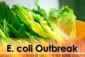 В США 32 человека были инфицированы кишечной палочкой E. coli. На фото виновник распространения бактерии - римский салат