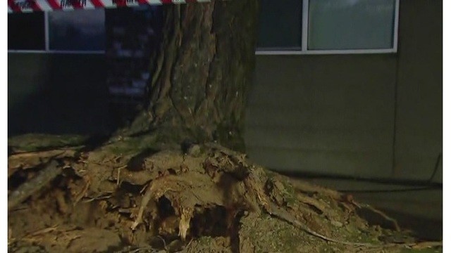 Информация об упавших деревьях поступала из юго-западных и юго-восточных районов Портленда. На фотографии последствия сильного ветра