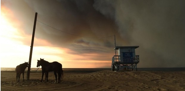 От пожаров в Калифорнии пострадало много животных. На фото лошади