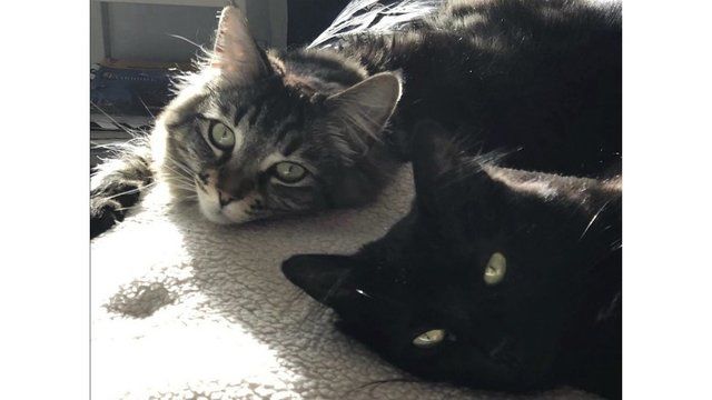 Две кошки живут в Силиконовой долине в комнате за 1,5 тыс. долларов. На фото счастливые питомцы