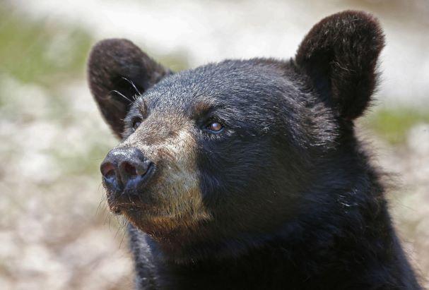На Аляске отец с сыном убили медведицу с детенышами. На фото черный медведь