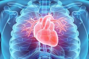 В Орегоне возобновляют программу по пересадке сердца. На картинке сердце