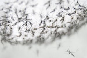 В Восточном Орегоне зарегистрированы случаи заражения вирусом Западного Нила. На фото насекомые