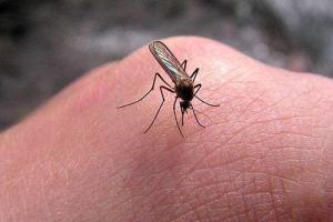 Американец скончался через девять дней после укуса комара. На фотографии комар