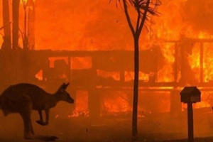 Пожары в Австралии: выгорела территория, вдвое превышающая площадь Бельгии. Огонь на фото